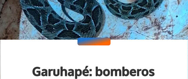 Garuhapé: bomberos rescataron y liberaron una yarará hallada en el patio de una escuela